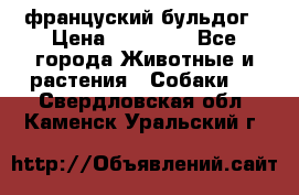 француский бульдог › Цена ­ 40 000 - Все города Животные и растения » Собаки   . Свердловская обл.,Каменск-Уральский г.